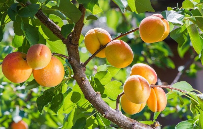 杏树苗是怎么种出来的（杏树种子育苗技巧）（杏树苗怎么种植比较好）