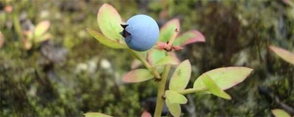 蓝莓苗怎么种植（蓝莓苗的种植方法及管理）（蓝莓苗种植方法视频教程）