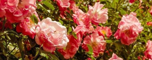 家里怎么养玫瑰花（盆栽玫瑰的养护要点）（家庭养玫瑰花的方法有哪些）