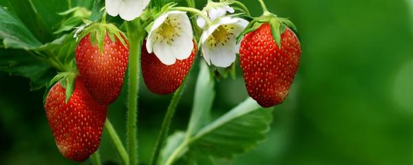 草莓如何种植（草莓种植技术和管理）（草莓要如何种植）
