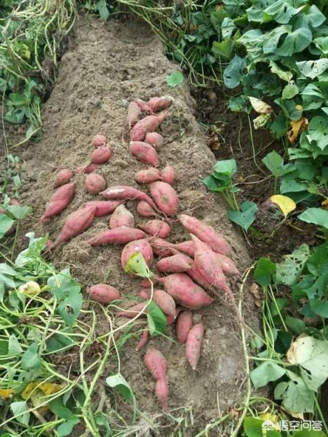 红薯怎么种植（红薯的正确种植方法）（红薯种怎么种植）