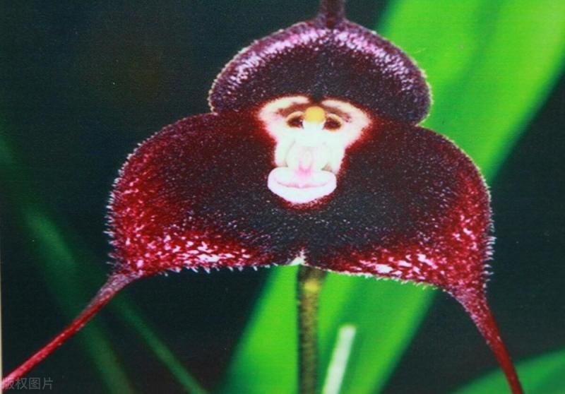 猴面兰花如何栽培（猴面兰的养殖方法和注意事项）（猴面兰花的种植方法）